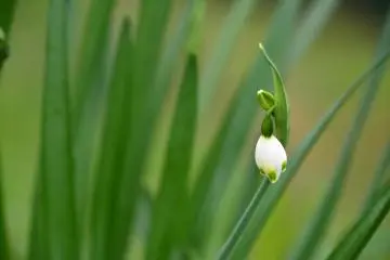 ดอกสโนว์ดร็อป 