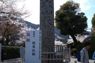 정원이 아름다운 절, 텐류지(天龍寺)