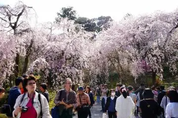 <p>흐드러지게 핀 벚꽃들</p>