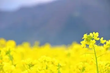 ดอกไม้สีเหลืองดูมีความสุขอยู่กับธรรมชาติ