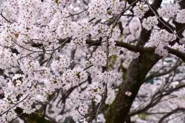 <p>Close-up look at the pretty pink flowers</p>