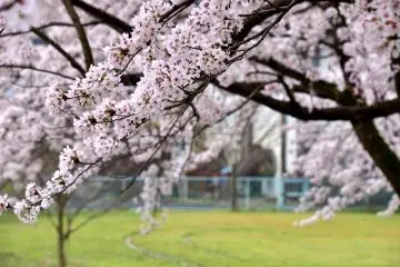 <p>Blurry rows of cherry tree boughs</p>