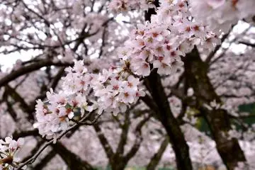 <p>They say when the center of cherry blossom turns dark pink, it's about to fall off a tree. The days of their beauty were numbered!</p>