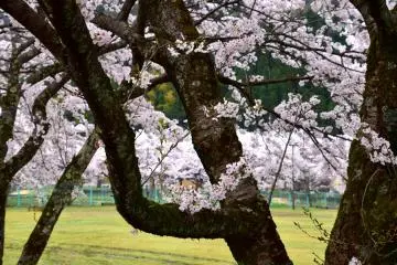 <p>Looking at the isolated green park through cherry tree branches</p>