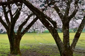 <p>Wheel tracks on a green lawn inside the park, it looked like someone was there before me.</p>