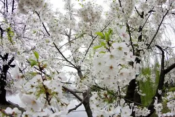 ต้นซากุระสีขาวนี้สวยมากๆ แถมหอมมากอีกด้วย แต่ต้องไปดมใกล้ๆ