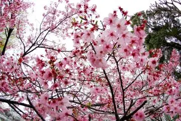 ในสวนยังมีซากุระสีแดงและสีชมพูซึ่งมีกลิ่นหอมและดูแตกต่าง แต่ก็สวยมากเช่นกัน