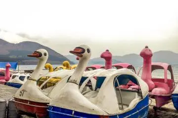 Swan lake