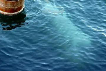 <p>The white of the Ama's costume looked almost ghostly under the water</p>