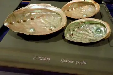 <p>Half-pearls, called mabes, formed on abalone shells</p>