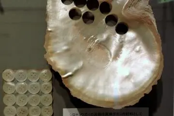 <p>Mother of pearl buttons cut from a shell</p>