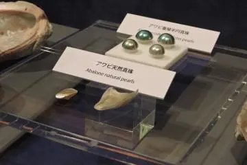 <p>Abalone natural and cultured pearls</p>