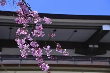 시다레쟈쿠라와 본당