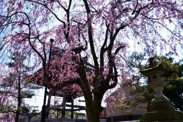 이 나무는 마치 화려한 핑크색 가운을 입은 여왕처럼 보입니다!