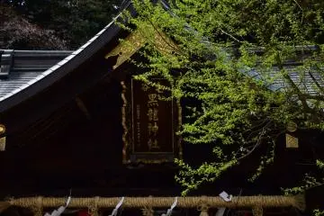 Gallery image