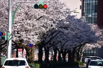 Une rangée de cerisiers en fleurs à l'entrée des ruines du château de Fukui