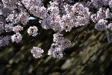 Une cascade de fleurs sur le mur de pierre