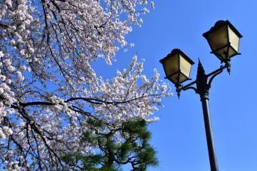 Une jolie combinaison entre la lampe de style occidentale, les cerisiers japonais et le pin