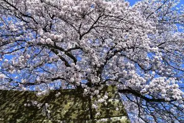 Un superbe cerisier sur le chemin 