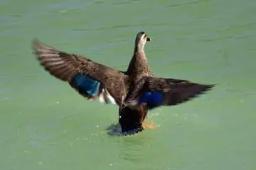 Un canard dans les douves du château secoue ses ailes au dessus de l'eau