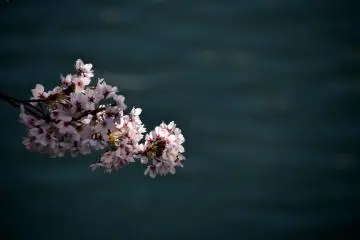 Cerisiers en fleurs au dessus des douves