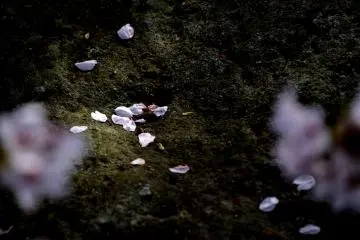 Des pétales de cerisiers sur la mousse