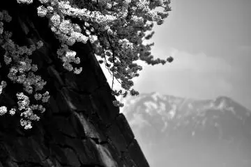 Une branche de cerisiers, un mur de pierre et une montagne saupoudrée de neige en noir et blanc 