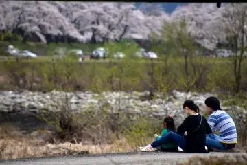 A family picnicking on the riverside path appreciating beautiful cherry trees