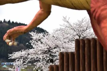 Pretty cherry blossoms seen framed by the armpit of giant dinosaur replica