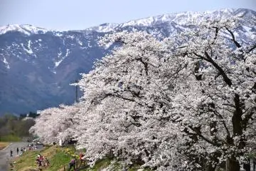 Awesome view of cherry blossoms and snowy mountains together