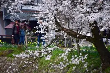 People enjoying the casual stroll appreciating beautiful cherry blossoms on the riverside walk
