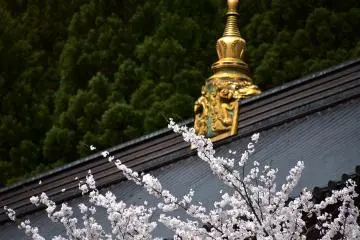 <p>Golden roof ornament and cherry blossoms</p>