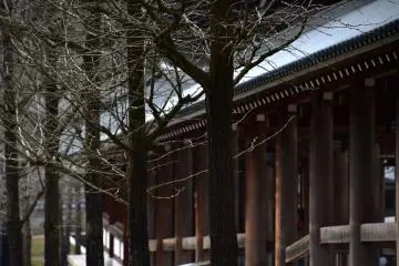 <p>Bare trees lining the pathway</p>