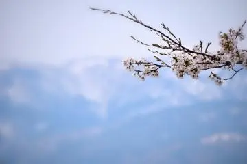 ดอกซากุระและภูเขาที่มีหิมะปกคลุม