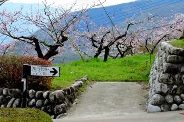 ต้นพีชที่สวนผลไม้  Fuefukigawa 