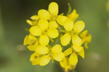 <p>Nanohana&nbsp;closeup; these plants have a variety of culinary uses, but they flower in spring</p>