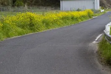 <p>Great swaths of the rapeseed blossoms line roads</p>