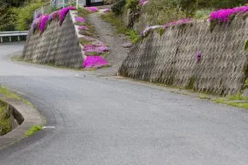<p>Shibazakura, or moss phlox, are more commonly found in home gardens</p>