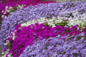 <p>Bright patches of purple, pink, blue, and white announce that spring has come</p>