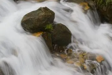 <p>A brook rushes under a patch of nanohana with early April rainfall</p>