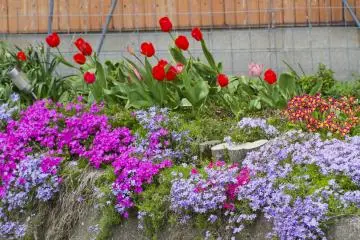 <p>Moss phlox appears along with tulips</p>