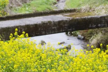 <p>Rapeseed blossoms and an old footbridge</p>
