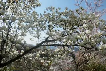 <p>So many lovely trees full of blossoms</p>