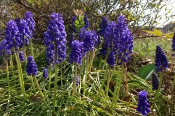<p>Grape hyacinths line the streets at certain points on the trek up the mountain</p>