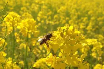 <p>These flowers have a very strong scent. They also have a lot of visitors.</p>