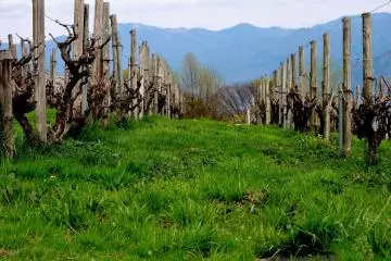 <p>These vines were still dormant in early April</p>