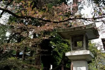 Sebagian besar kelopak jatuh dari pohon ini