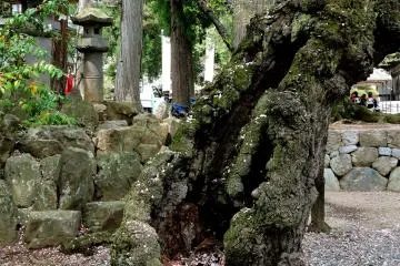 Salah satu pohon sakura tertua