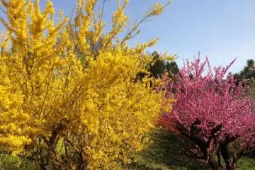 สีสันสดใสของฤดูใบไม้ผลิ