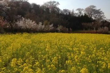 ทุ่งดอกไม้สีทองที่มีฉากหลังสีชมพู
